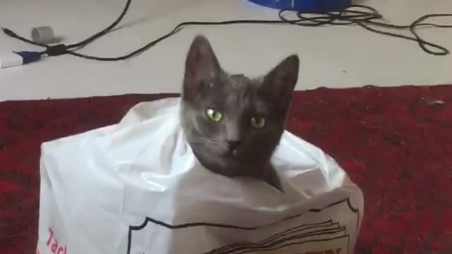 Zoom in cat in plastic bag