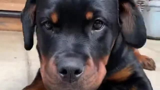 Cute Rotweiller Puppy