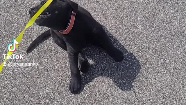 Buddy goes on his first walk