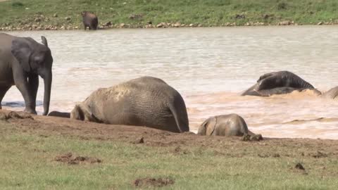 Animal - National Park video (Addo) - Animals