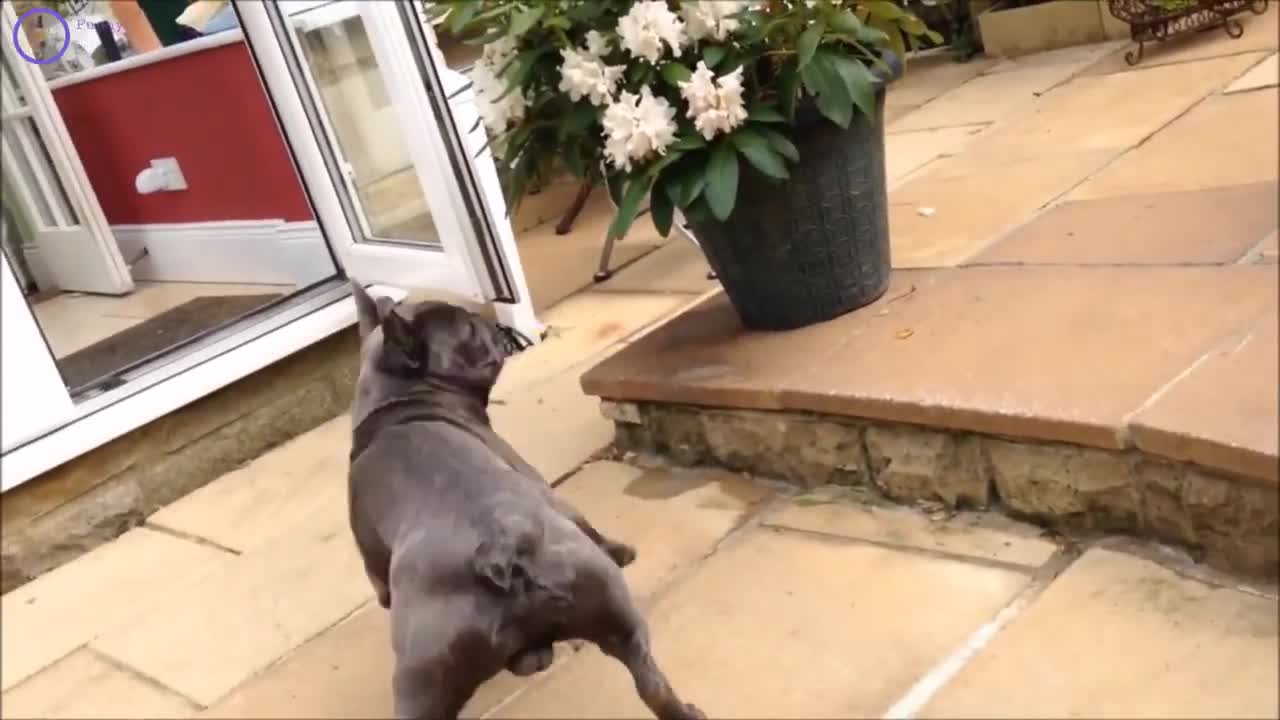 Cute Funny Dogs Compilations! Time to Laugh with Dog's Life.