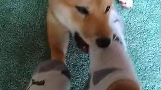 Shiba Inu puppy playing with socks