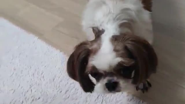 Putting whipped cream on a cute puppy's nose