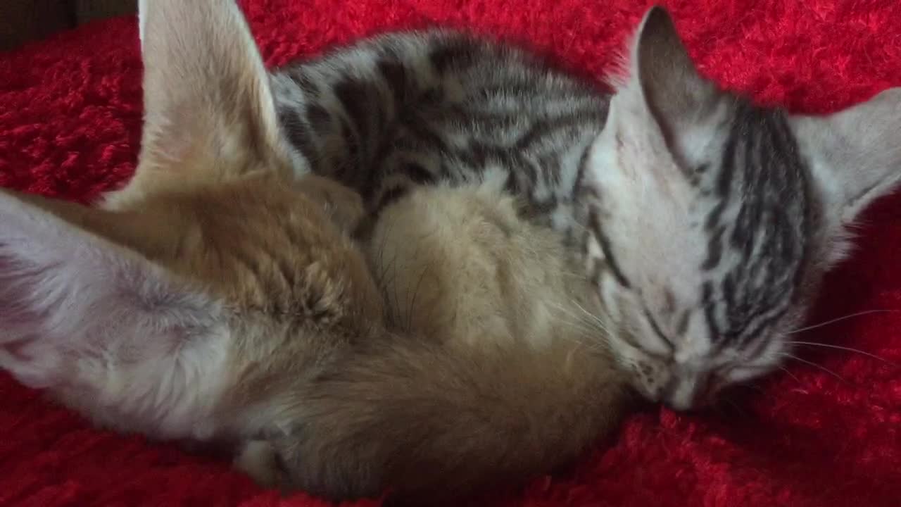 Kitten lovingly grooms baby fennec fox