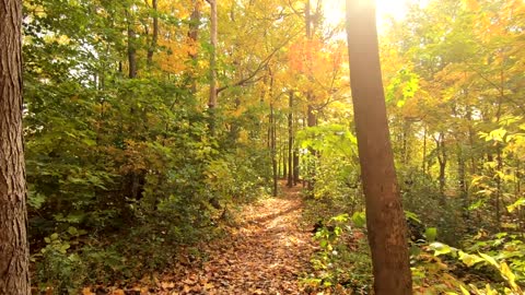 Daily 10-Minute Mindfulness Meditation- Autumn Colors