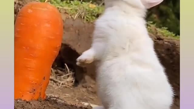 #Cute Rabbit Video Compilation _2021