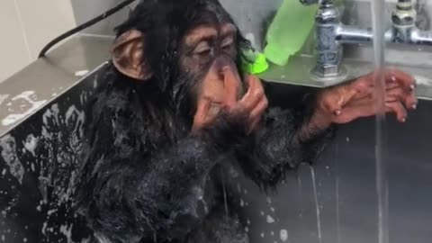 Clever little chimp