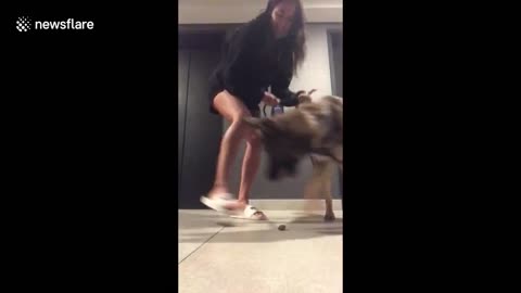 Dog Picks rocks up an refuses to spit them out