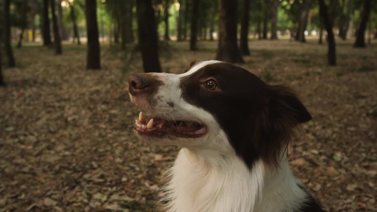 Smiling dog in a forest