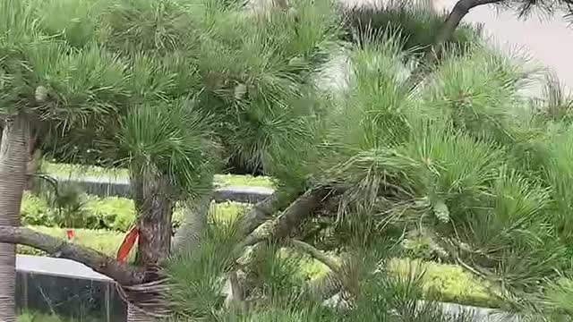 Lots of pine cones on the tree