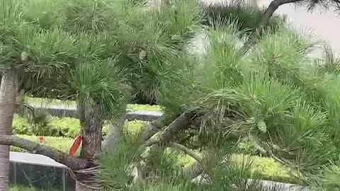 Lots of pine cones on the tree