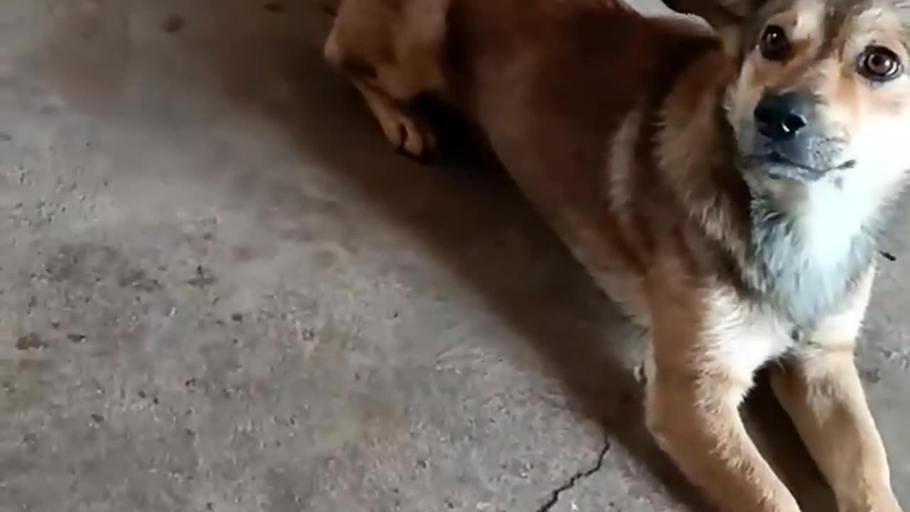 Dogs and Cats ,..naughty friends everwhere...compilation...