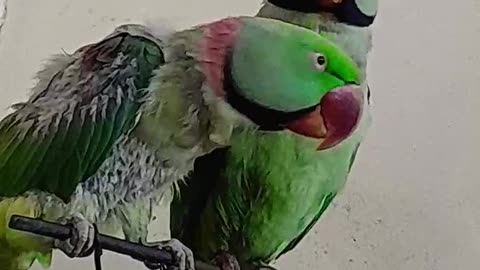 Parrot nice talking