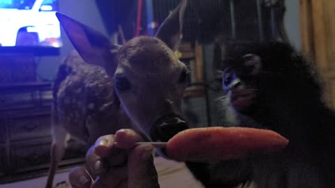 Deer and Monkey Share a Popsicle