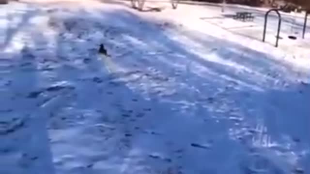 Dog riding a roller coaster.Smart Breed