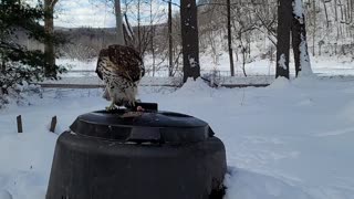 Red-tailed hawk shows who's boss