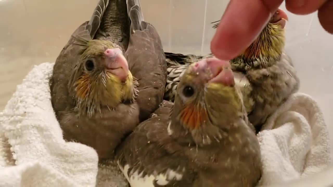 Proud Cockatiel Parents Teach Grown Babies How To Jump!