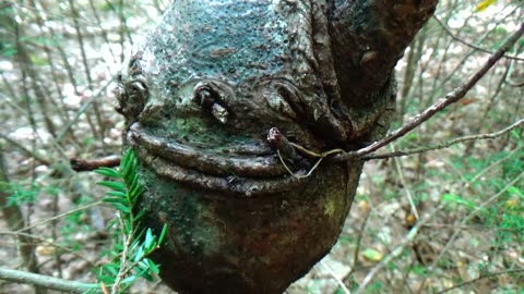 Tree Face