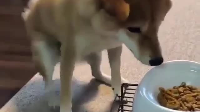 Me when food is ready!!!😂😂😂 Follow:- alwaysaboutpets👌👌 Follow:-