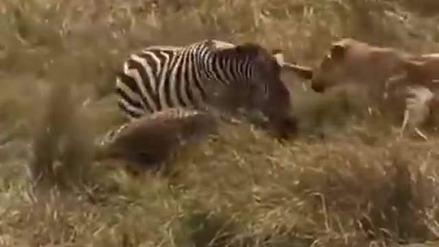 Zebra vs Lioness