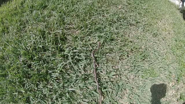 Snake in the pool in Florida