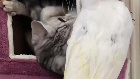 Funny Cat and Parrots