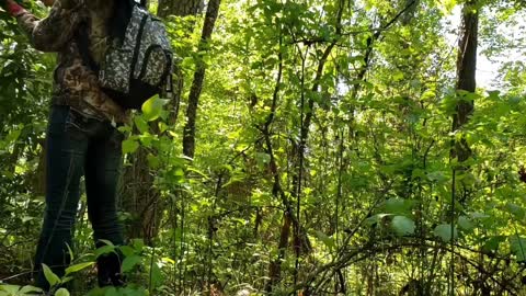 Field trip EP1: picking Greenbrier and found many medical plants.