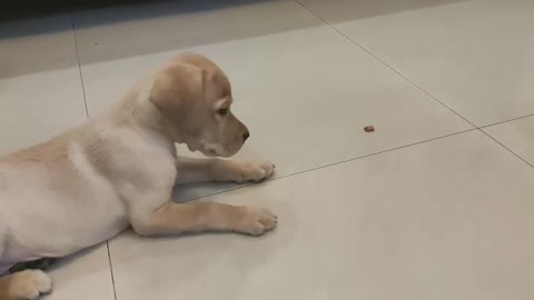 Labrador Puppy training