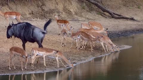 Wildebeest Joins Impala Herd At Waterhole