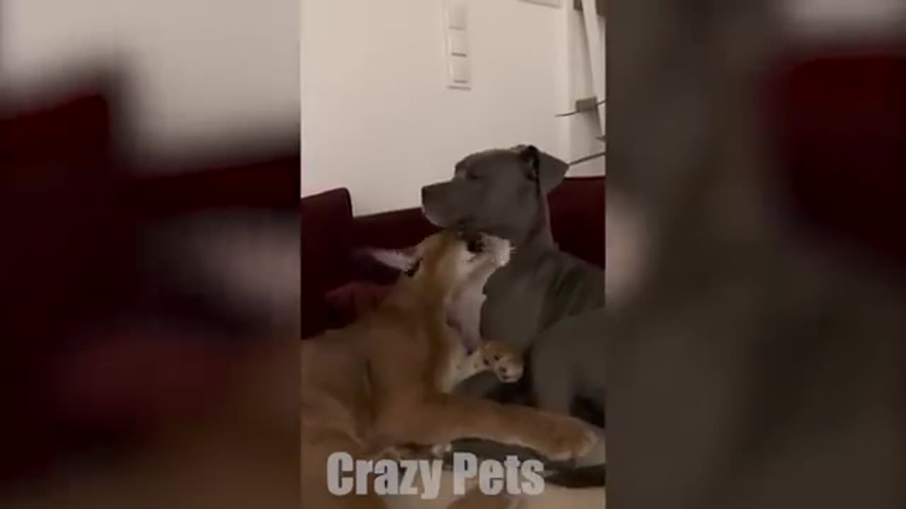 1 Hour of Funniest Cats And Dogs Videos 2024