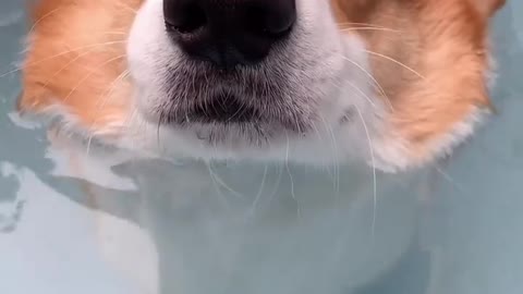 Dog Float