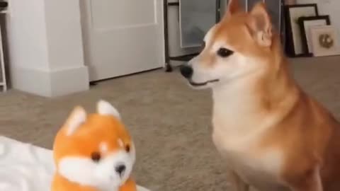 Doggy vs doll doggy. SO FUNNY!! MUST WATCH! TRY NOT TO LAUGH!!