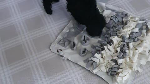 A video of a cute puppy nose walk