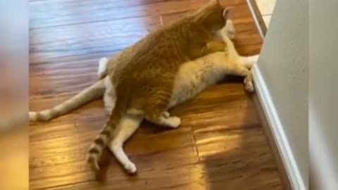 Tiktok cute CATS funny video🤩🤩