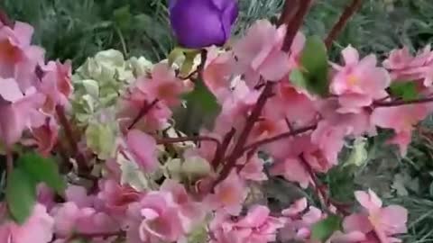 Beautiful flowers