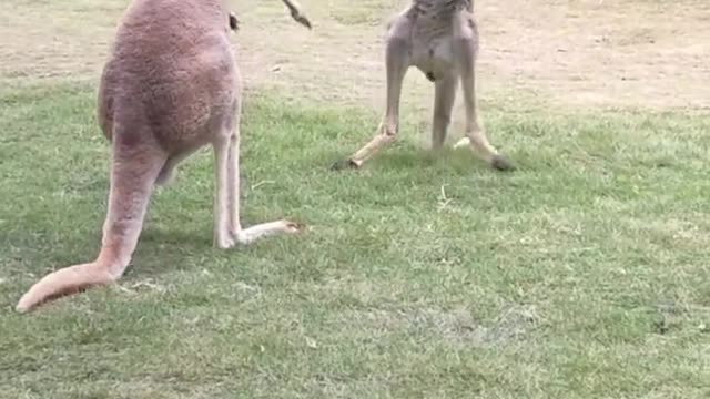 The kangaroo fight