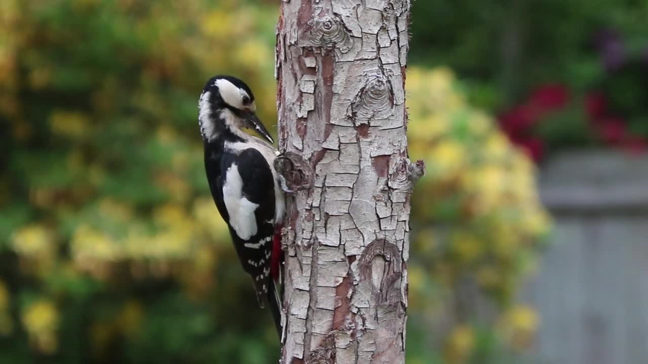 A woodpecker from a long time ago, he worked as a carpenter and did not get