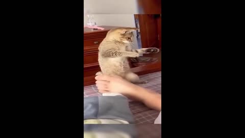 Funny animals - Funny cats - dogs - Funny animal videos 2023