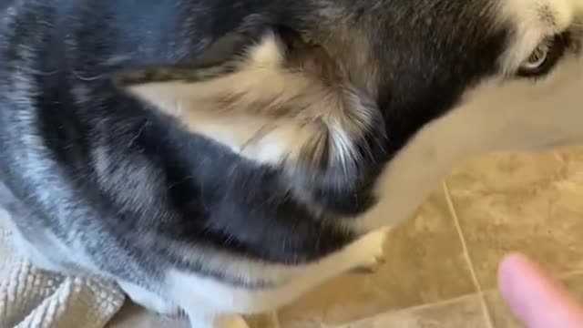 Guilty husky tries to blame other dog
