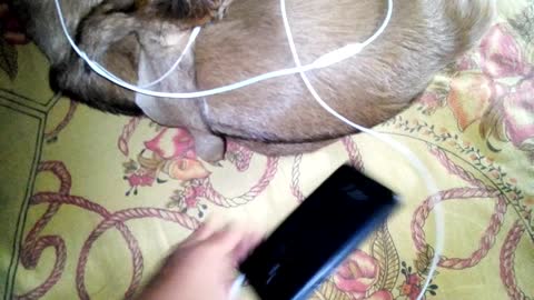 hedphone of the Goat