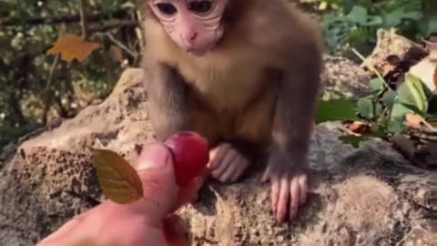 INOCENT MONKEY