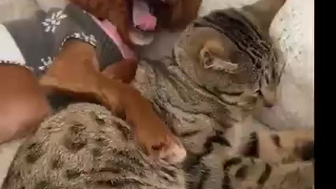 Dog 😺 : Cat my enemy is now my best friend