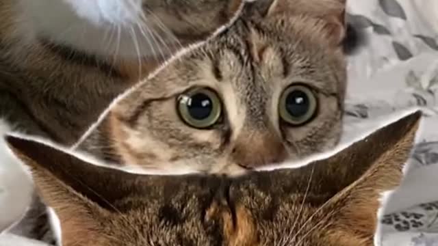 Cute and Funny Cat Videos Compilation - PART 6