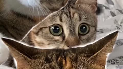 Cute and Funny Cat Videos Compilation - PART 6