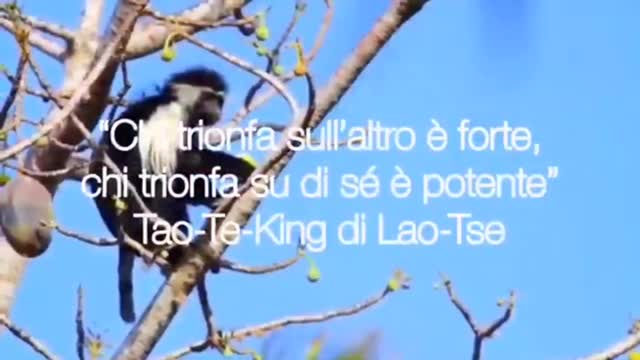 Omaggio agli Animali 🌈🐒💎