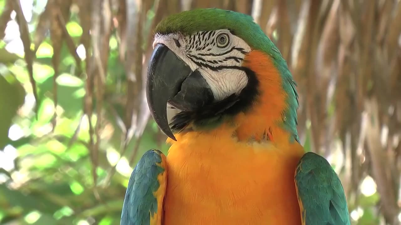 Bird Facts Macaws