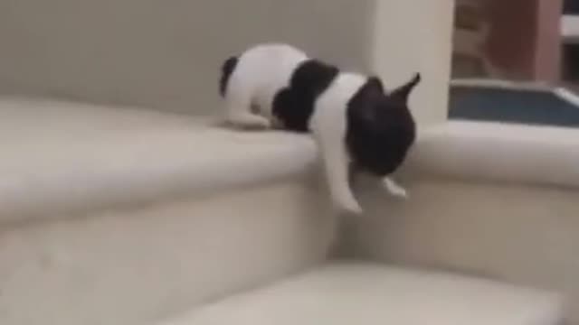 Cute dog learns about stairs