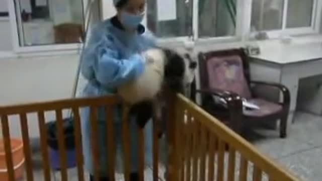 Cute baby panda escaping..