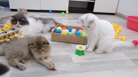 funniest Animals 2023 Part 1