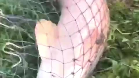 Amazing Cast Net Fishing Skills To Catch River Monsters|